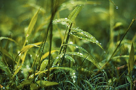Selective Focus Photography of Green Lead Plant thumbnail