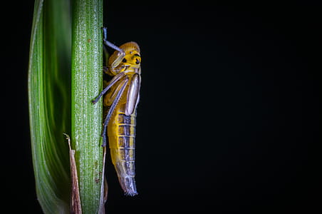 Grasshopper On Grass thumbnail