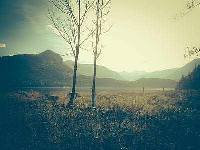 photo of bare tee near mountain thumbnail