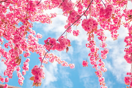 pink cherry blossom tree thumbnail