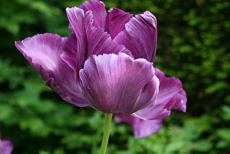 purple petaled flower thumbnail