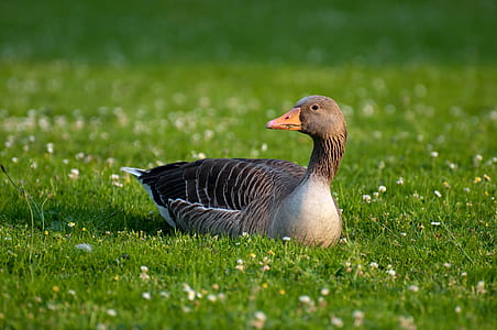 black duck on green grassfield thumbnail