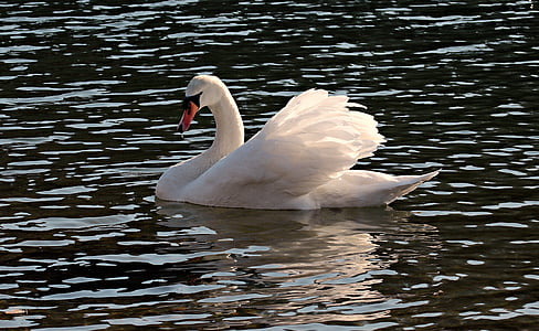 swan on body of water thumbnail
