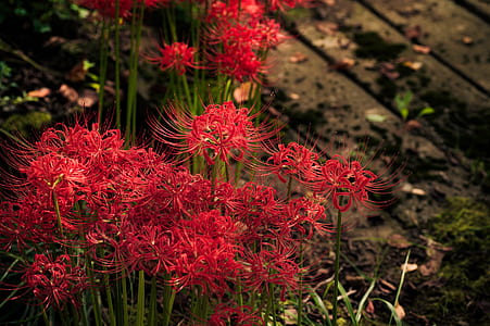 red petaled flowers in bloom thumbnail