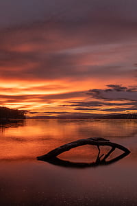 tree branch on lake thumbnail