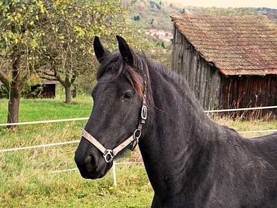 black horse thumbnail