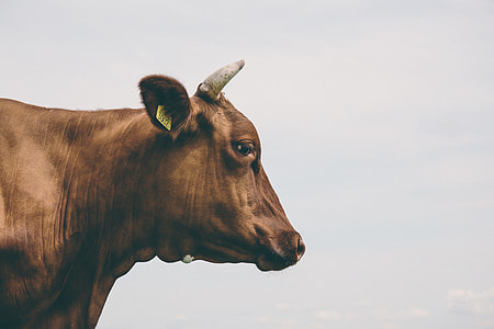 Side View of Brown Cow thumbnail