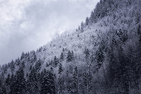 grayscale photography of trees thumbnail