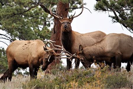 three brown raindeers thumbnail