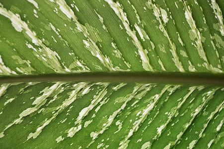 nature, texture, leaf, focus thumbnail