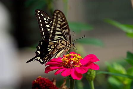 butterfly on flower thumbnail