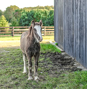 Brown and White Horse Walking Near Gray Wooden Shed thumbnail