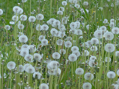 Dandelion, Common Dandelion thumbnail