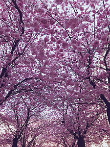 Cherry Blossom Trees thumbnail