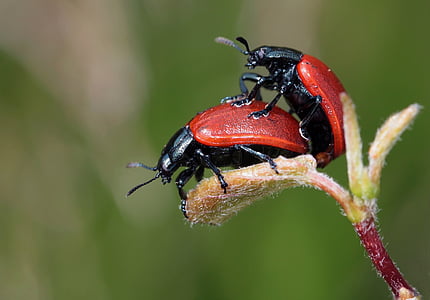 shallow focus photography of two red ladybugs thumbnail