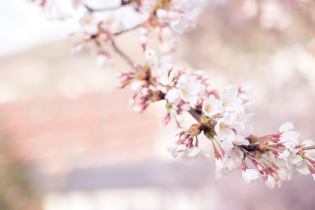 pink petaled flowers during daytime thumbnail