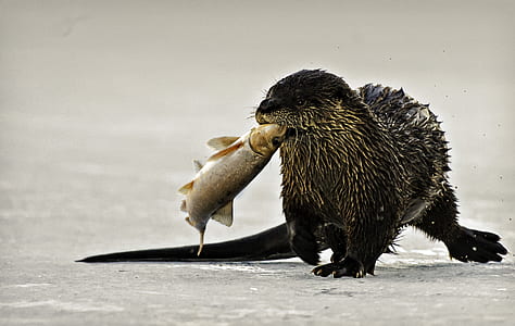 otter, animal, wild, fish thumbnail