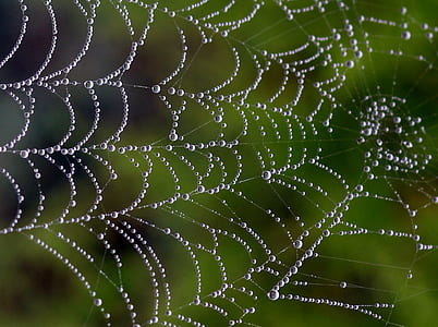 macro photography of spider web with dews thumbnail