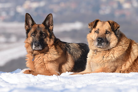 two adult black and tan German shepherds laying down on snow covered ground thumbnail
