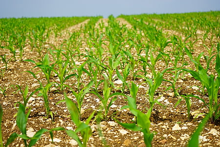 green corn plant field thumbnail