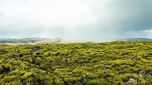 aerial photography of forest thumbnail