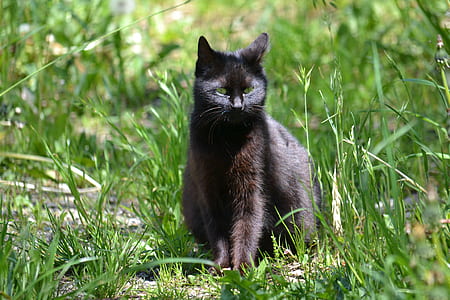 black cat on green grass thumbnail