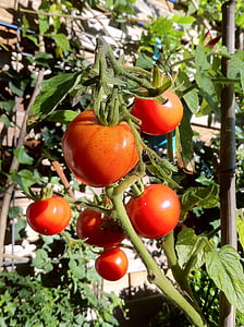 red tomatoes thumbnail