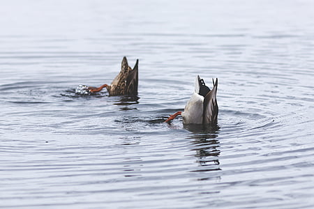 two gray and brown bird swimming on water thumbnail