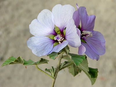 closeup photo of two white and purple petaled flowers thumbnail