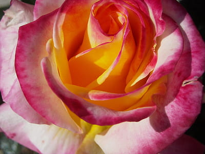 close up of white and red flower in bloom thumbnail