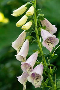 Digitalis purpurea blossoms. This pink foxglove has bell shaped flowers speckled with magenta and white patterns inside of the flowers. thumbnail