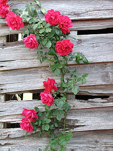 pink petaled flowers thumbnail