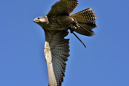 gray and brown eagle flying on sky thumbnail