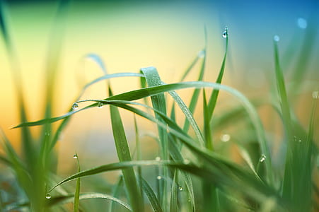 green leafed plants thumbnail