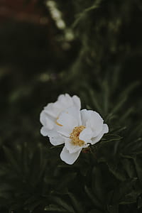 closeup photography of white flowers thumbnail