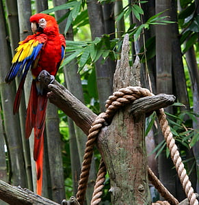 red and yellow parrot perch on tree branch thumbnail