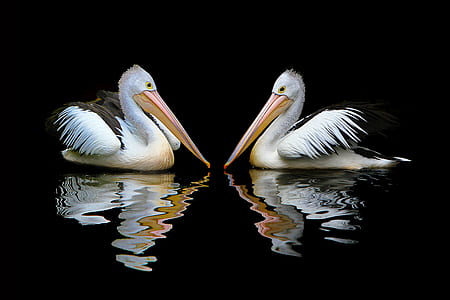 two white ducks on body of water thumbnail