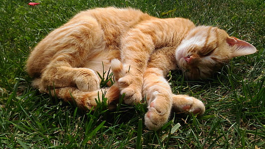 orange tabby cat sleeping on green grass thumbnail