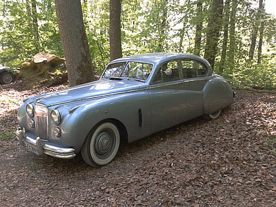 vintage grey car in forest during daytime thumbnail