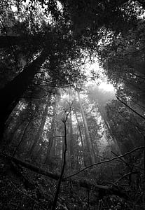 greyscale photo of tall trees thumbnail