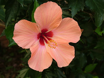 peach hibiscus flower in closeup photography thumbnail