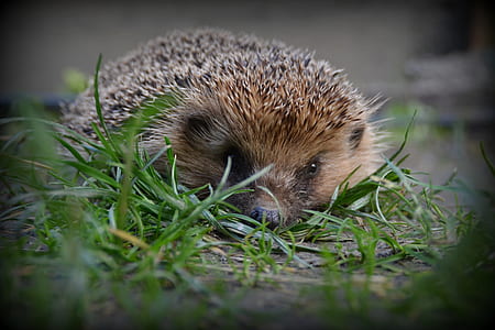 close-up photographyo f brown hedgehog on lying on grass thumbnail