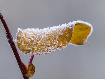 leaf covered in snow thumbnail
