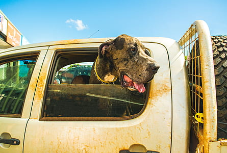 black dog in gray pickup truck thumbnail
