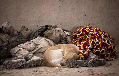 Fawn and White Short-coated Medium-sized Dog Between People in Brown Uniform thumbnail