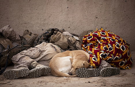 three army sleeping with adult yellow dog thumbnail