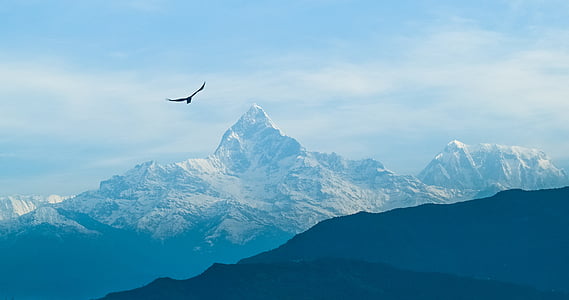 bird on flight over mountain alps thumbnail