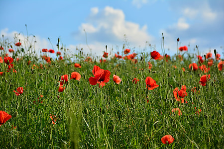 red petaled flower field under cloudy sky thumbnail