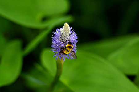 selective focus photography of yellow and black bee on purple flower thumbnail