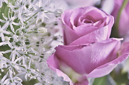 purple rose thumbnail